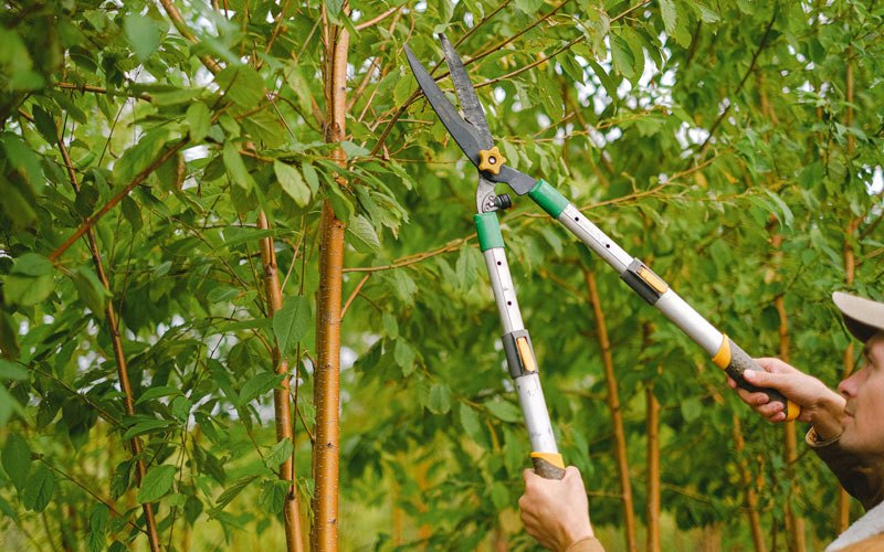 Tree trimming in Brocton, NY